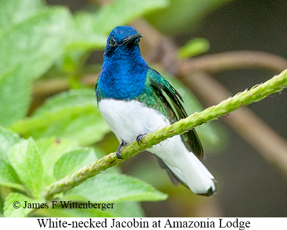 White-necked Jacobin - © James F Wittenberger and Exotic Birding LLC White-necked Jacobin - © James F Wittenberger and Exotic Birding LLC