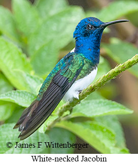 White-necked Jacobin - © James F Wittenberger and Exotic Birding LLC