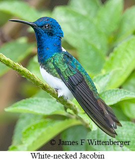 White-necked Jacobin - © James F Wittenberger and Exotic Birding LLC