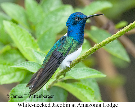 White-necked Jacobin - © James F Wittenberger and Exotic Birding LLC