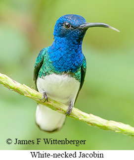 White-necked Jacobin - © James F Wittenberger and Exotic Birding LLC