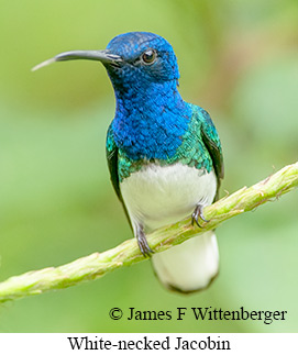 White-necked Jacobin - © James F Wittenberger and Exotic Birding LLC