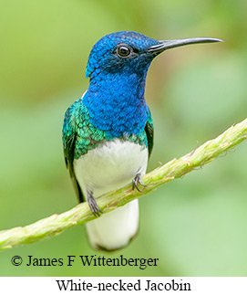 White-necked Jacobin - © James F Wittenberger and Exotic Birding LLC