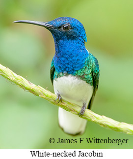 White-necked Jacobin - © James F Wittenberger and Exotic Birding LLC