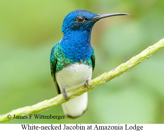 White-necked Jacobin - © James F Wittenberger and Exotic Birding LLC White-necked Jacobin - © James F Wittenberger and Exotic Birding LLC