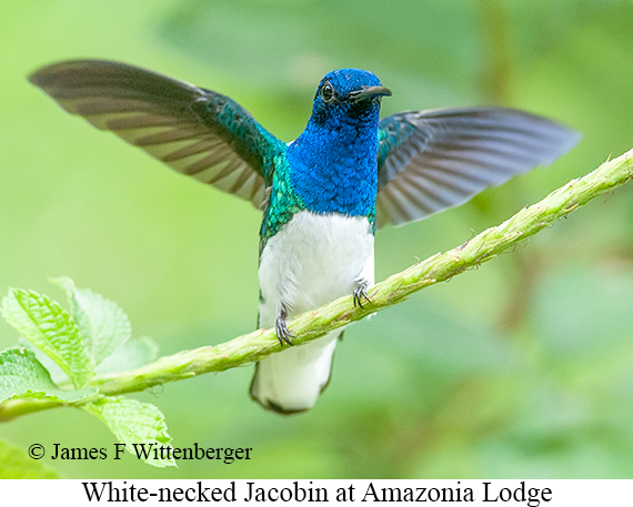 White-necked Jacobin - © James F Wittenberger and Exotic Birding LLC