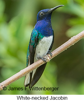 White-necked Jacobin - © James F Wittenberger and Exotic Birding LLC