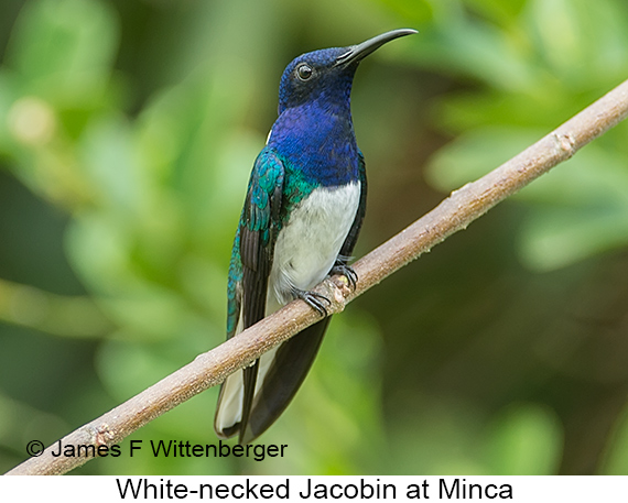 White-necked Jacobin - © James F Wittenberger and Exotic Birding LLC