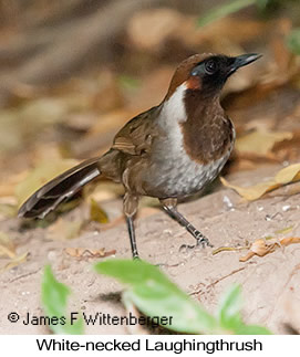 White-necked Laughingthrush - © James F Wittenberger and Exotic Birding LLC