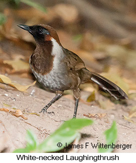 White-necked Laughingthrush - © James F Wittenberger and Exotic Birding LLC
