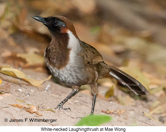 White-necked Laughingthrush - © James F Wittenberger and Exotic Birding LLC