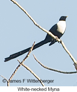 White-necked Myna - © James F Wittenberger and Exotic Birding LLC