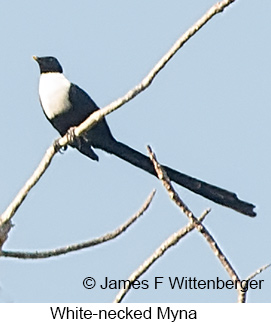White-necked Myna - © James F Wittenberger and Exotic Birding LLC White-necked Myna - © James F Wittenberger and Exotic Birding LLC