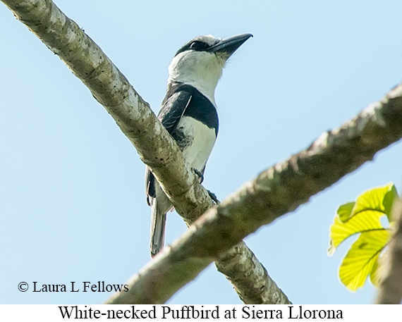 White-necked Puffbird - © Laura L Fellows and Exotic Birding LLC White-necked Puffbird - © Laura L Fellows and Exotic Birding LLC