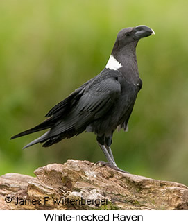 White-necked Raven - © James F Wittenberger and Exotic Birding LLC White-necked Raven - © James F Wittenberger and Exotic Birding LLC