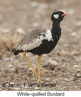 White-quilled Bustard - © James F Wittenberger and Exotic Birding LLC