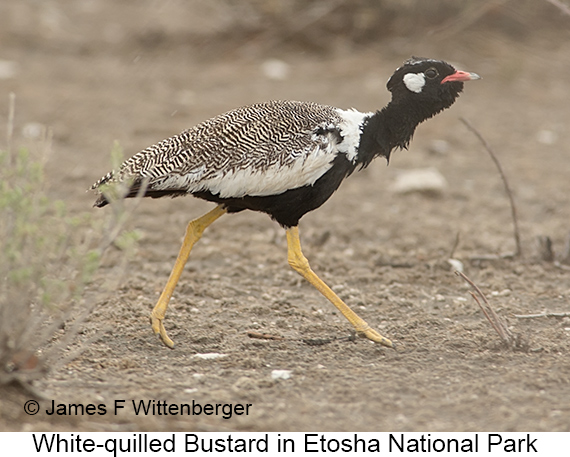 White-quilled Bustard - © James F Wittenberger and Exotic Birding LLC