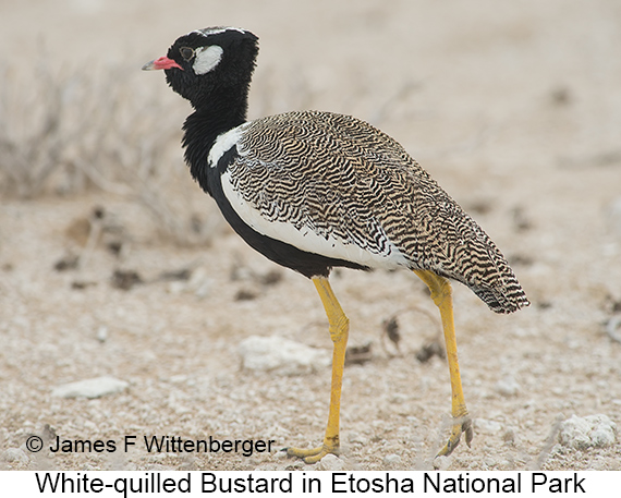 White-quilled Bustard - © James F Wittenberger and Exotic Birding LLC