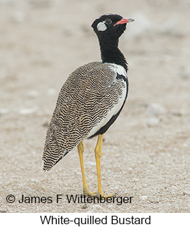 White-quilled Bustard - © James F Wittenberger and Exotic Birding LLC