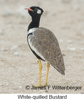 White-quilled Bustard - © James F Wittenberger and Exotic Birding LLC