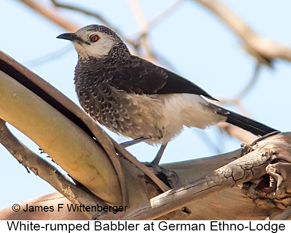 White-rumped Babbler - © James F Wittenberger and Exotic Birding LLC