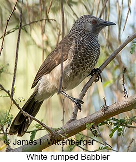 White-rumped Babbler - © James F Wittenberger and Exotic Birding LLC White-rumped Babbler - © James F Wittenberger and Exotic Birding LLC