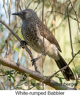 White-rumped Babbler - © James F Wittenberger and Exotic Birding LLC