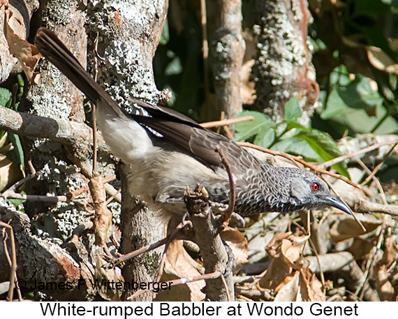 White-rumped Babbler - © James F Wittenberger and Exotic Birding LLC