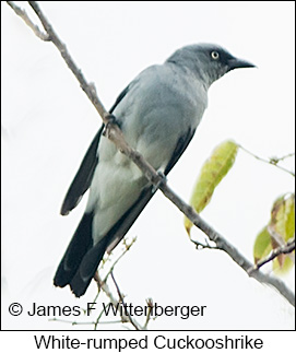 White-rumped Cuckooshrike - © James F Wittenberger and Exotic Birding LLC