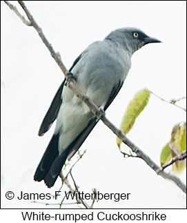 White-rumped Cuckooshrike - © James F Wittenberger and Exotic Birding LLC White-rumped Cuckooshrike - © James F Wittenberger and Exotic Birding LLC