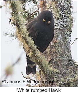 White-rumped Hawk - © James F Wittenberger and Exotic Birding LLC