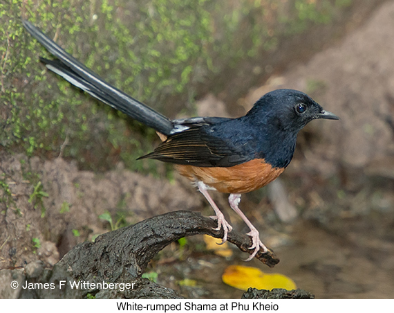 White-rumped Shama - © James F Wittenberger and Exotic Birding LLC