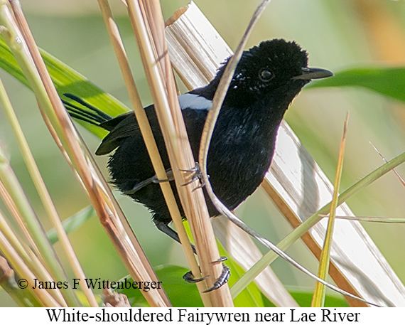 White-shouldered Fairywren - © James F Wittenberger and Exotic Birding LLC