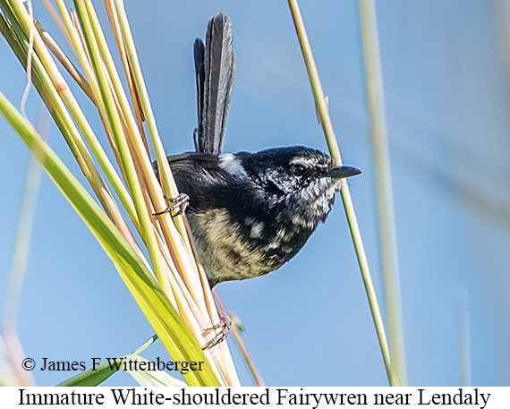 White-shouldered Fairywren - © James F Wittenberger and Exotic Birding LLC