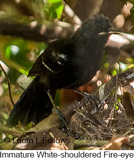 White-shouldered Fire-eye - © Laura L Fellows and Exotic Birding LLC White-shouldered Fire-eye - © Laura L Fellows and Exotic Birding LLC