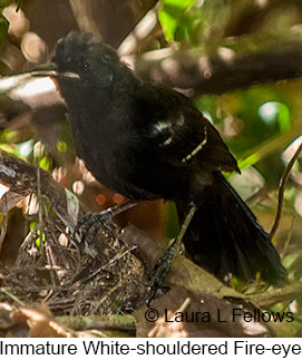 White-shouldered Fire-eye - © Laura L Fellows and Exotic Birding LLC White-shouldered Fire-eye - © Laura L Fellows and Exotic Birding LLC