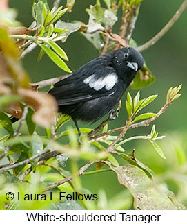 White-shouldered Tanager - © Laura L Fellows and Exotic Birding LLC White-shouldered Tanager - © Laura L Fellows and Exotic Birding LLC