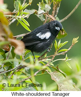 White-shouldered Tanager - © Laura L Fellows and Exotic Birding LLC