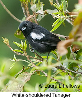 White-shouldered Tanager - © Laura L Fellows and Exotic Birding LLC