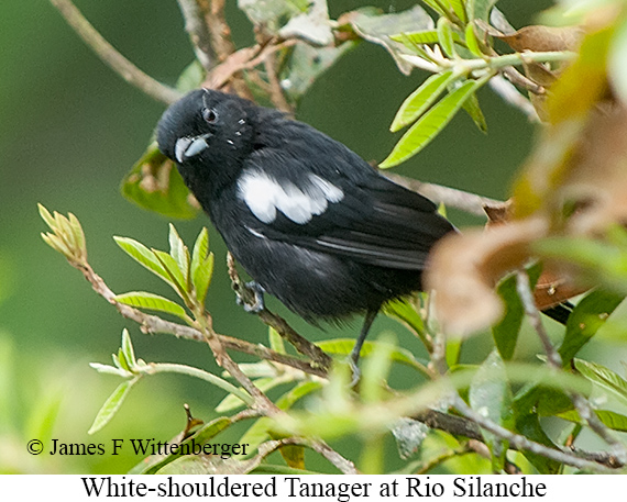 White-shouldered Tanager - &copy; James F Wittenberger and Exotic Birding LLC