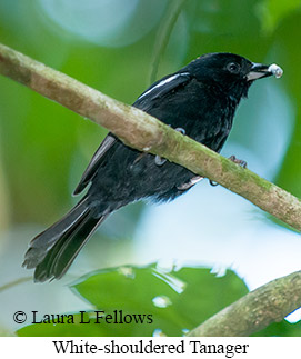 White-shouldered Tanager - © Laura L Fellows and Exotic Birding LLC