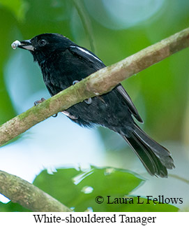 White-shouldered Tanager - © Laura L Fellows and Exotic Birding LLC