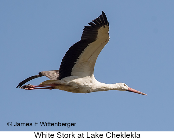 White Stork - © The Photographer and Exotic Birding LLC