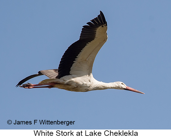 White Stork - © James F Wittenberger and Exotic Birding LLC