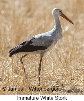 White Stork - © James F Wittenberger and Exotic Birding LLC