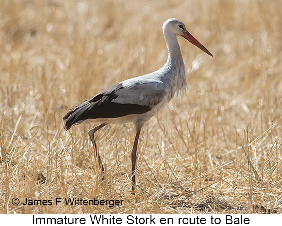 White Stork - © James F Wittenberger and Exotic Birding LLC
