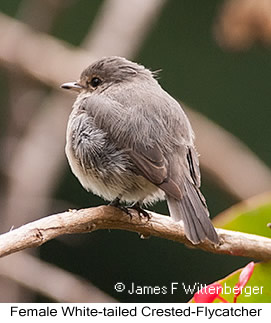 White-tailed Crested-Flycatcher - © James F Wittenberger and Exotic Birding LLC White-tailed Crested-Flycatcher - © James F Wittenberger and Exotic Birding LLC