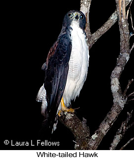 White-tailed Hawk - © Laura L Fellows and Exotic Birding LLC