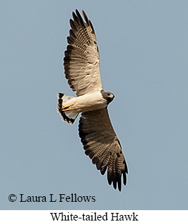 White-tailed Hawk - © Laura L Fellows and Exotic Birding LLC