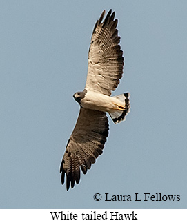 White-tailed Hawk - © Laura L Fellows and Exotic Birding LLC White-tailed Hawk - © Laura L Fellows and Exotic Birding LLC